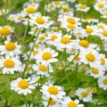 Discover the Healing Powers of Feverfew for Migraines and Pain