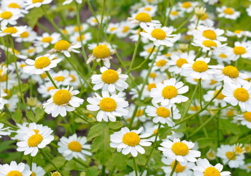 Discover the Healing Powers of Feverfew for Migraines and Pain